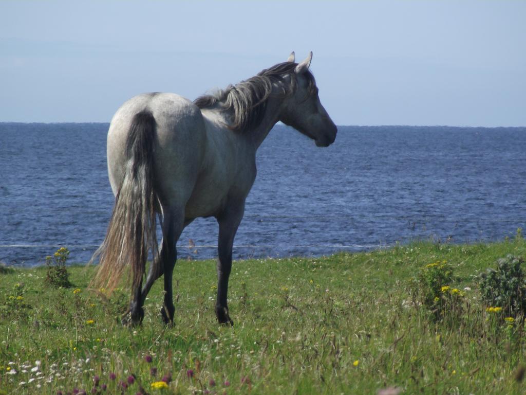 Ocean Sound Bed & Breakfast Easkey Dış mekan fotoğraf